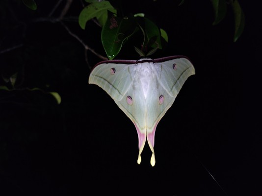 Mollem moon moth